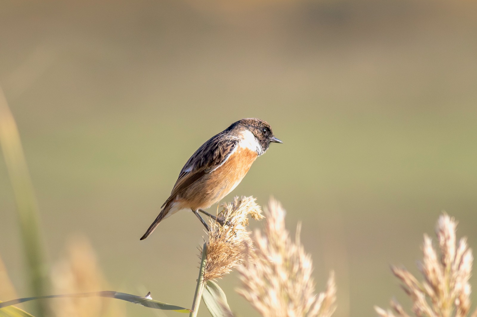 0D613962 C917 414C 8C77 A29244376C6B