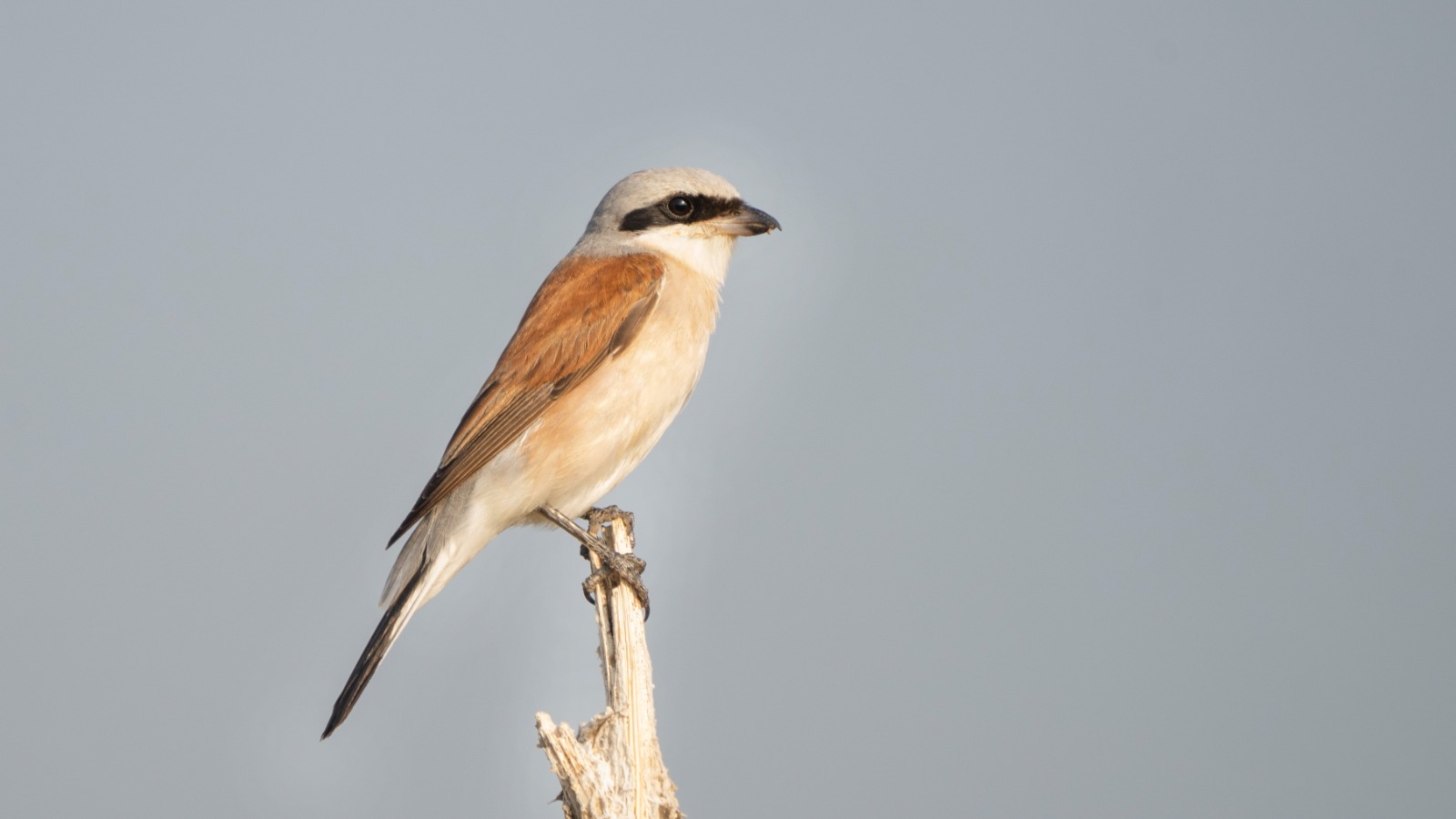 1Bc6C50D Ab7A 4017 Badf F264C67F3Fe0