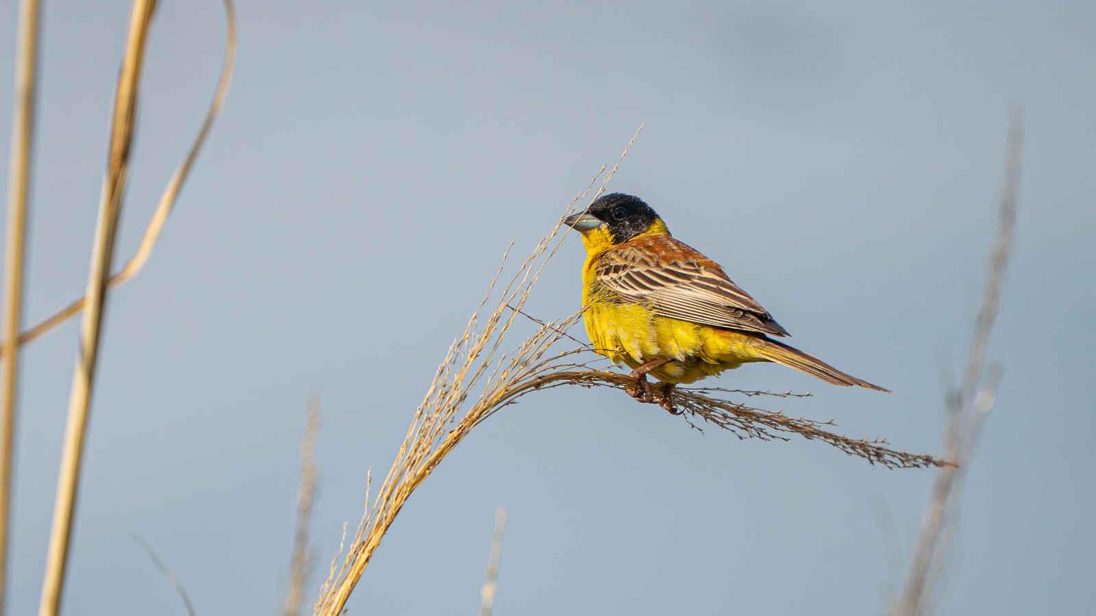 377Dcde0 6051 4E60 Aab7 B8Acd0E7Dea3