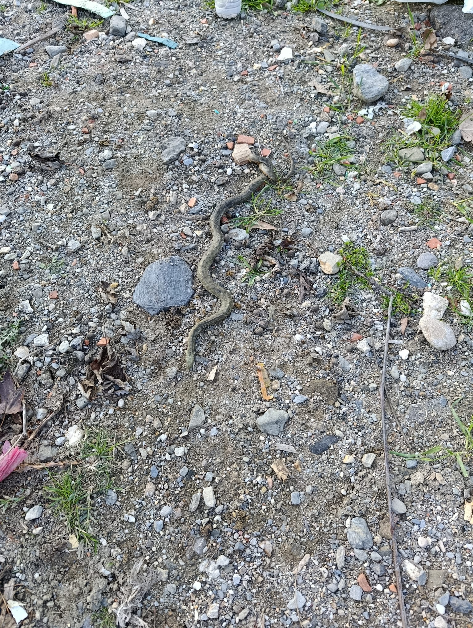 649605D5 F1F1 4Ba9 82D4 7Fb3E5Ab0Dcb-1