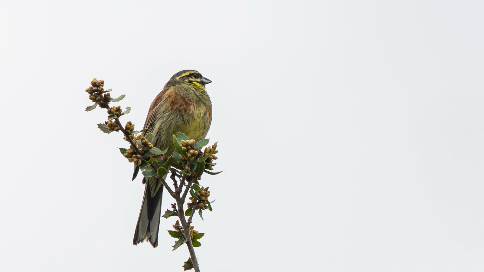 6F5086Af 9916 47Fe Bece E2F7421F6F49