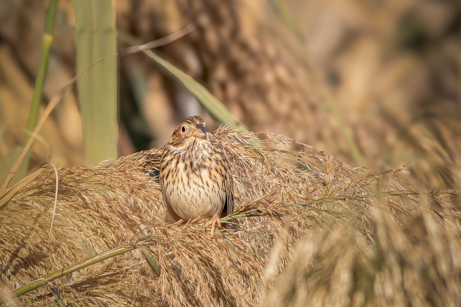 76B2A34D 6966 497B B91F B6C7A873Ea17