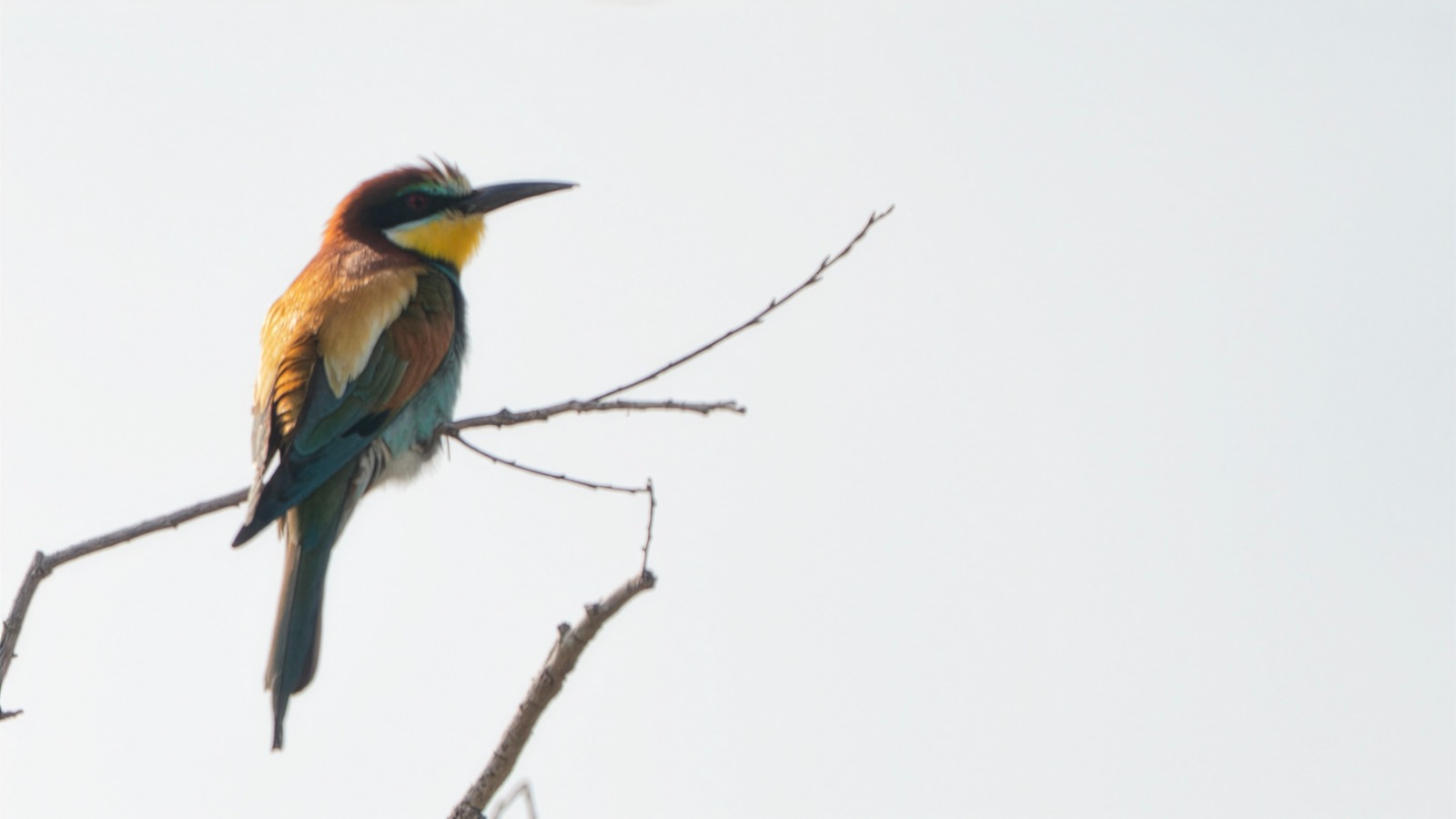 816Bfacc 1511 4E5E 80B8 81078E4C88De