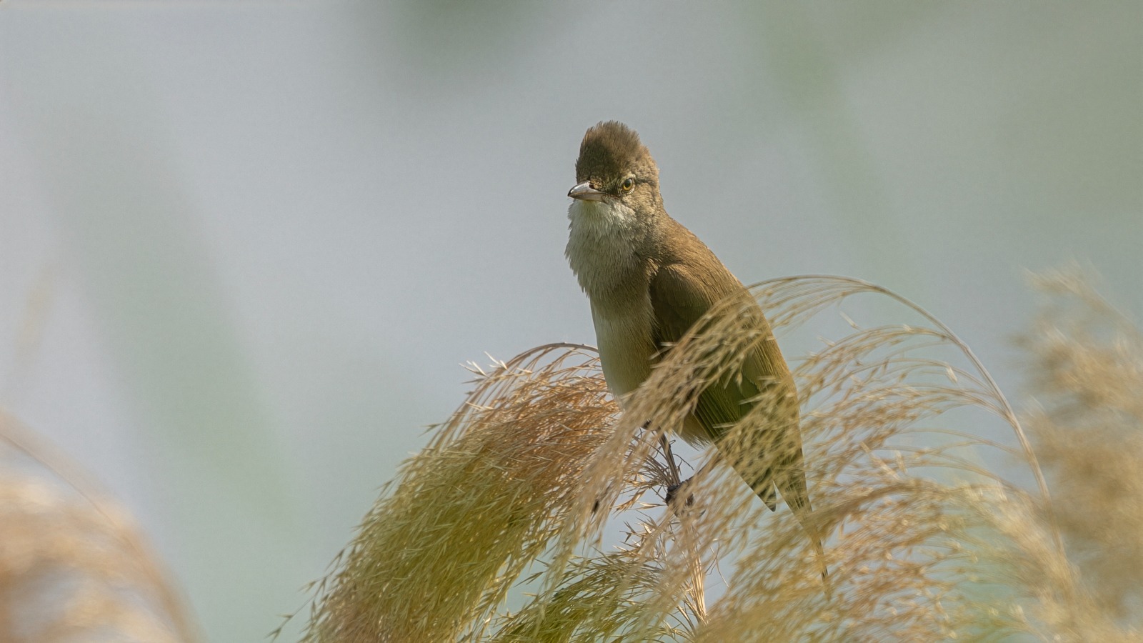 A303Ce76 7Bc9 405C 9211 C82186E35E66