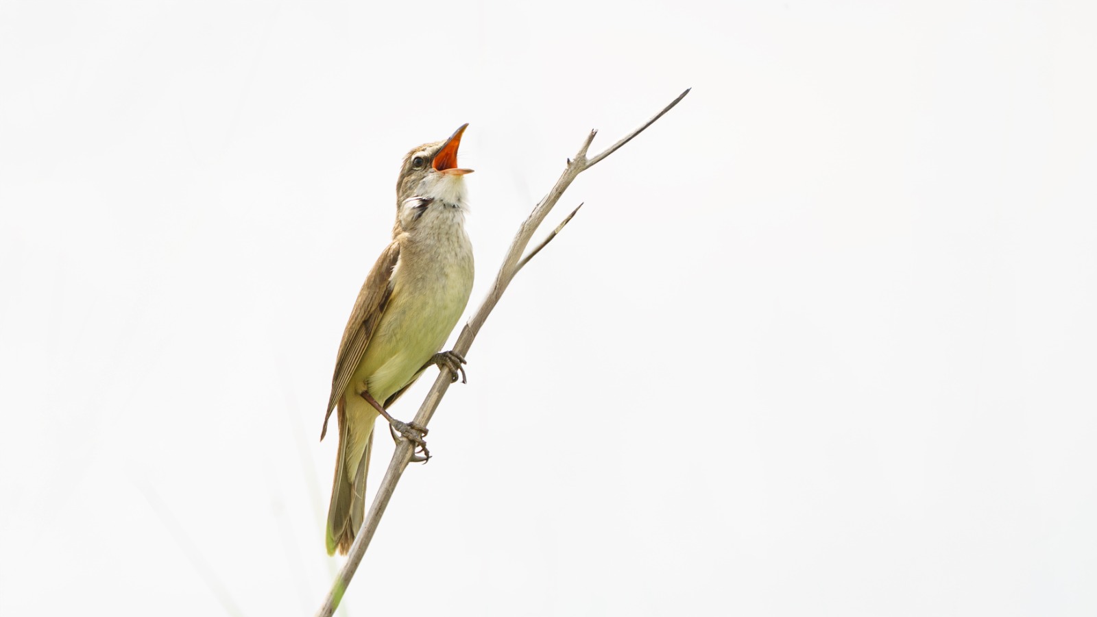 A7Aada3C 3580 4164 9C91 97F16De69Ba4