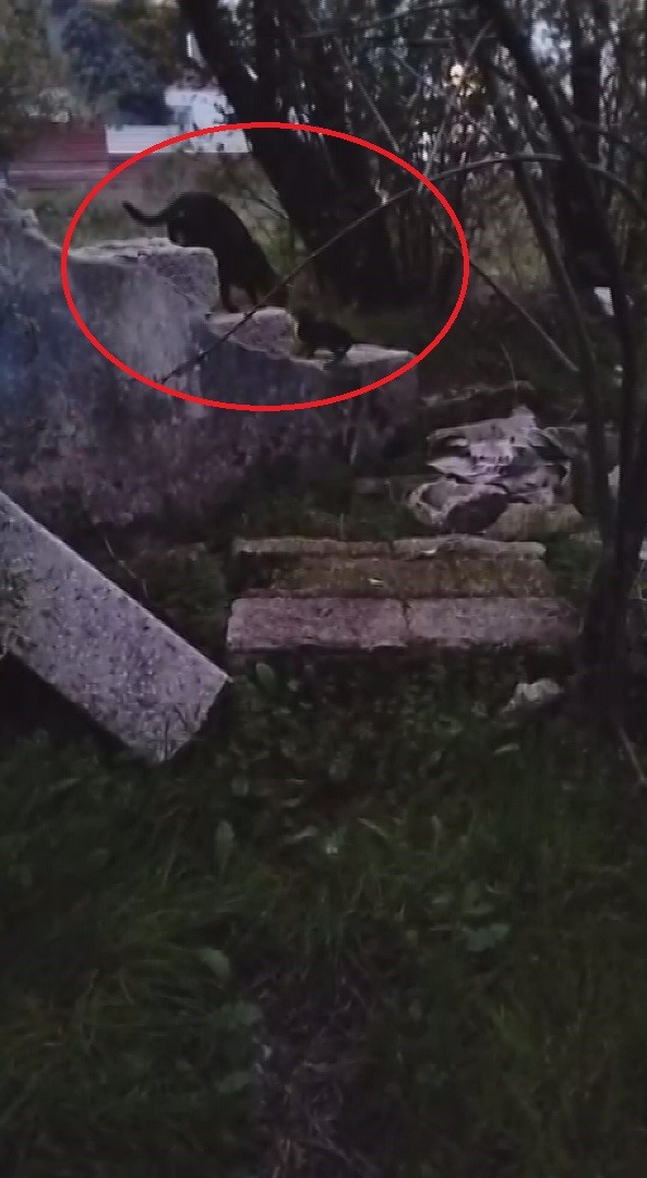 Anne Kedinin Feryadi Sonuc Verdi Yavru Itfaiye Tarafindan Kurtarildi (3)