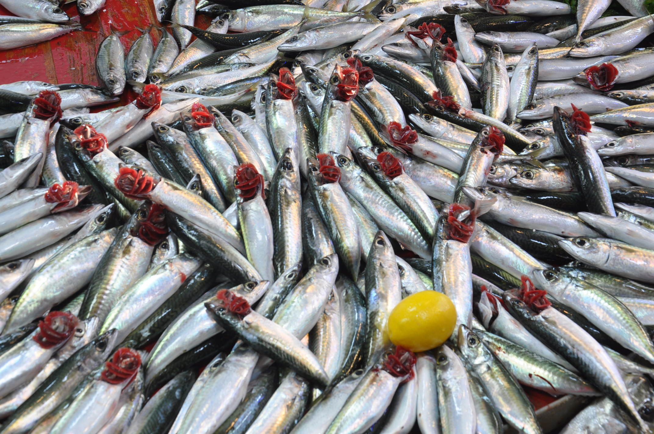 Balık Çarşamba Pazarı (14)