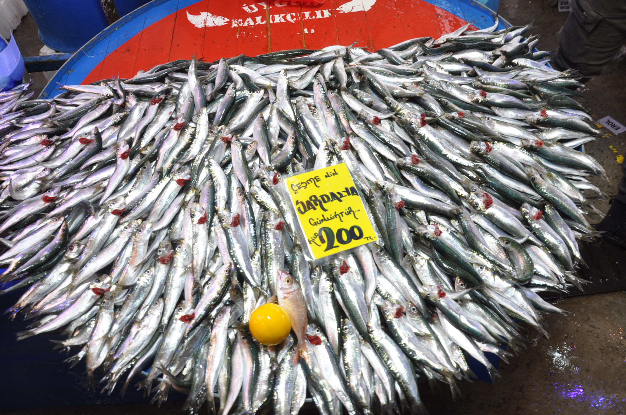 Balık Çarşamba Pazarı (7)