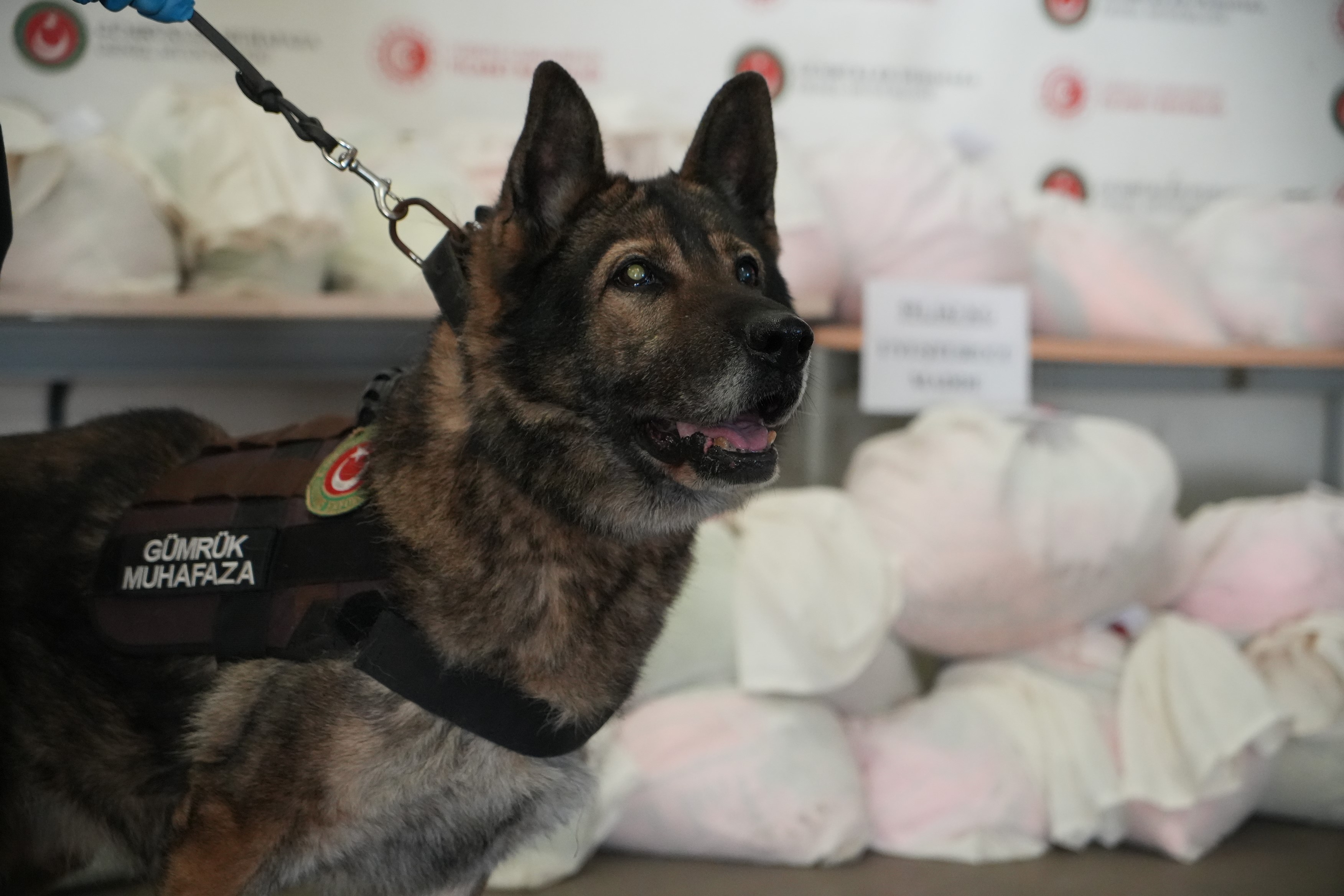 Bugune Kadar Boylesi Gorulmedi Rekor Miktarda Yakalandi 05