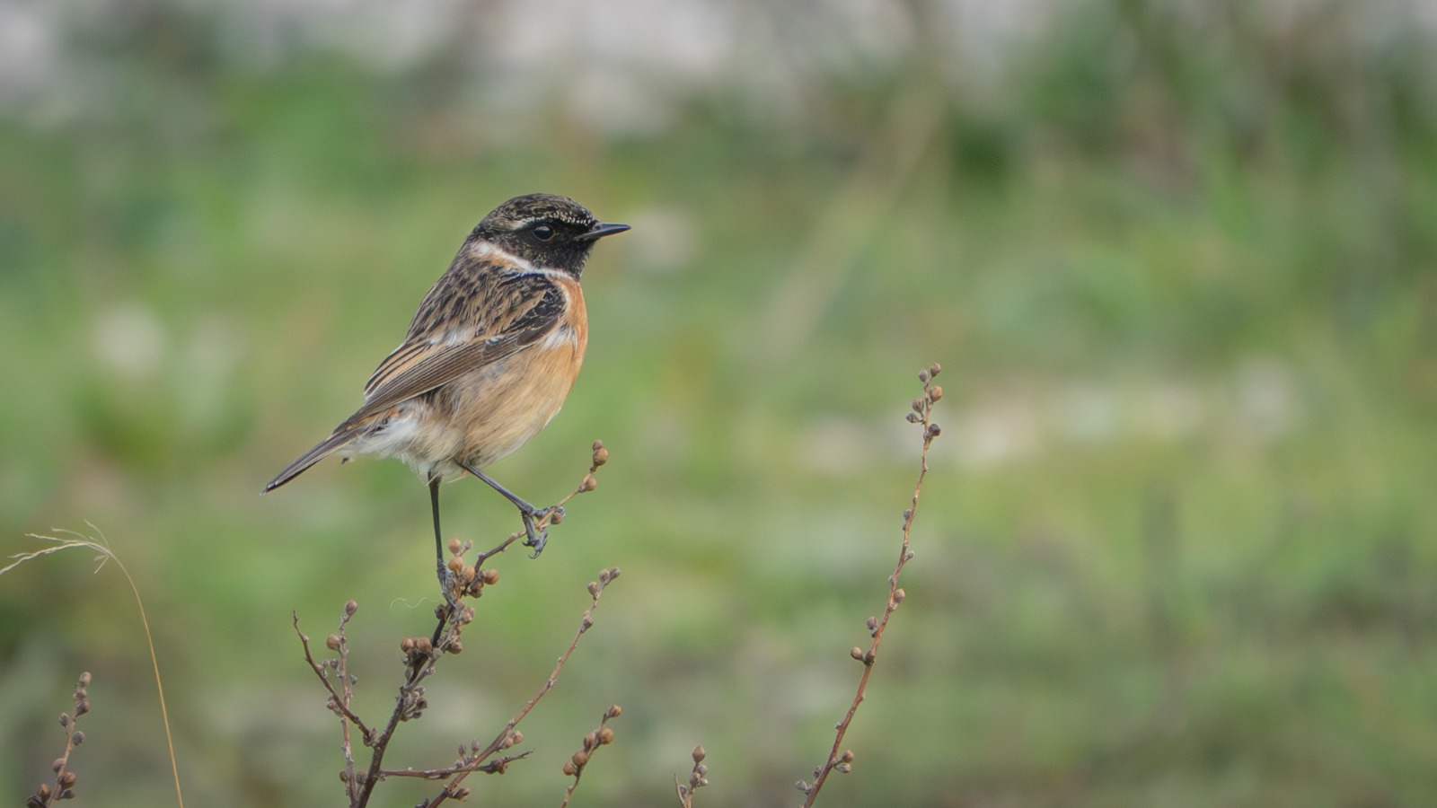 C20B2349 330D 41F0 B927 48Eda77175Da