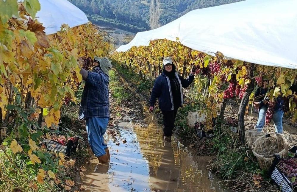 Camur Ve Yagmur Engel Olamadi Sarigolde Red Globe Ve Sultaniye Hasadi Suruyor (1)