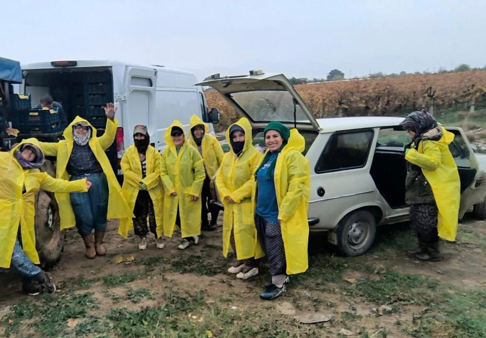 Camur Ve Yagmur Engel Olamadi Sarigolde Red Globe Ve Sultaniye Hasadi Suruyor (2)