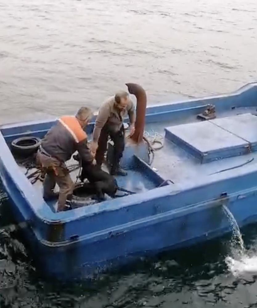 Çanakkale’nin Lapseki Ilçesinde Iskelede Denize Düşerek Sürüklenen Köpeğin Yardımına Balıkçılar Yetişti. O Anlar Cep Telefonu Kameralarına Yansıdı (2)