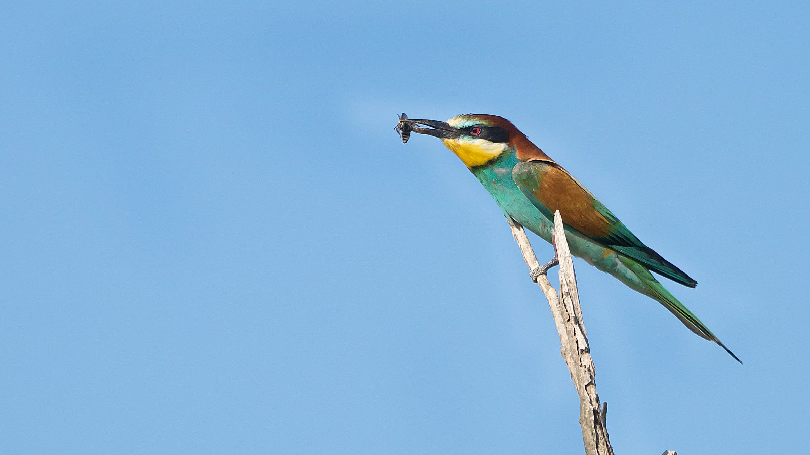 D0Efd7D5 5441 4747 B0B1 Dd153C650509