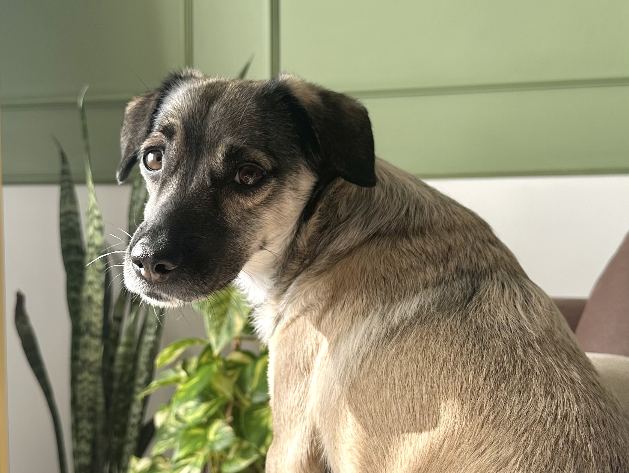 Dobby Pelusum Bana Burası Güvenli Diyor