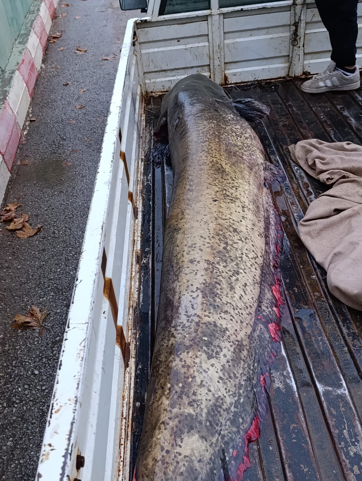 Golden Cikan Dev Gorenleri Soke Etti Dev Yayin Baligi 4 Kisiyle Ancak Tasindi01 (1)