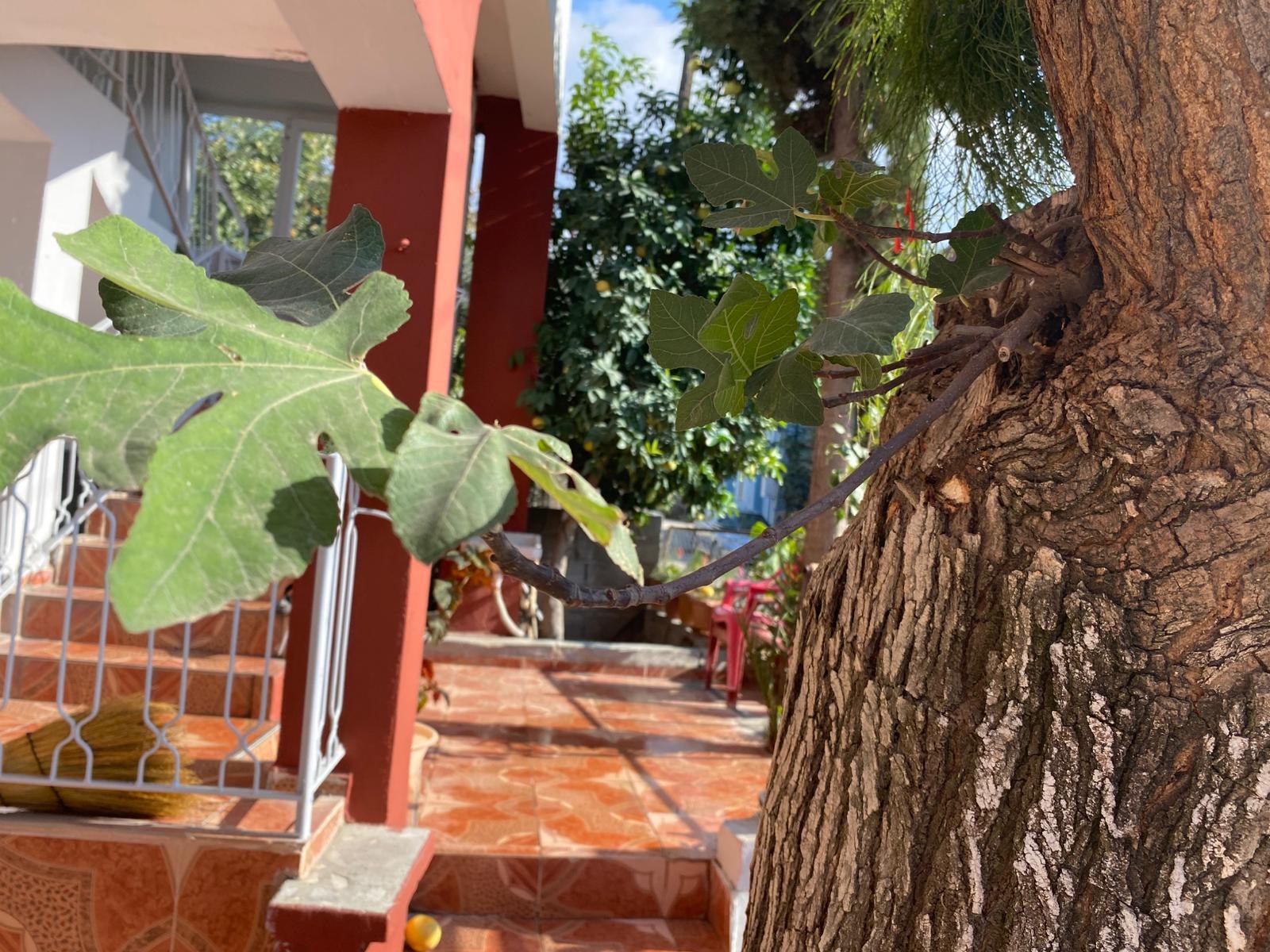 Görenler Inanamadı Dut Ağacı Gövdesinden Incir Çıkıyor (2)