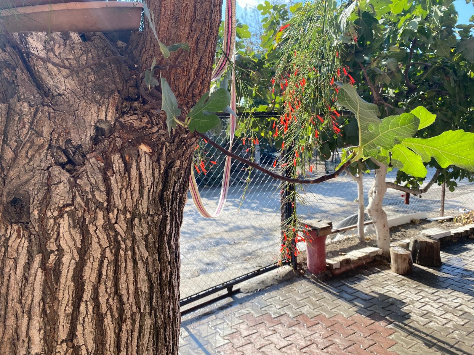 Görenler Inanamadı Dut Ağacı Gövdesinden Incir Çıkıyor (3)