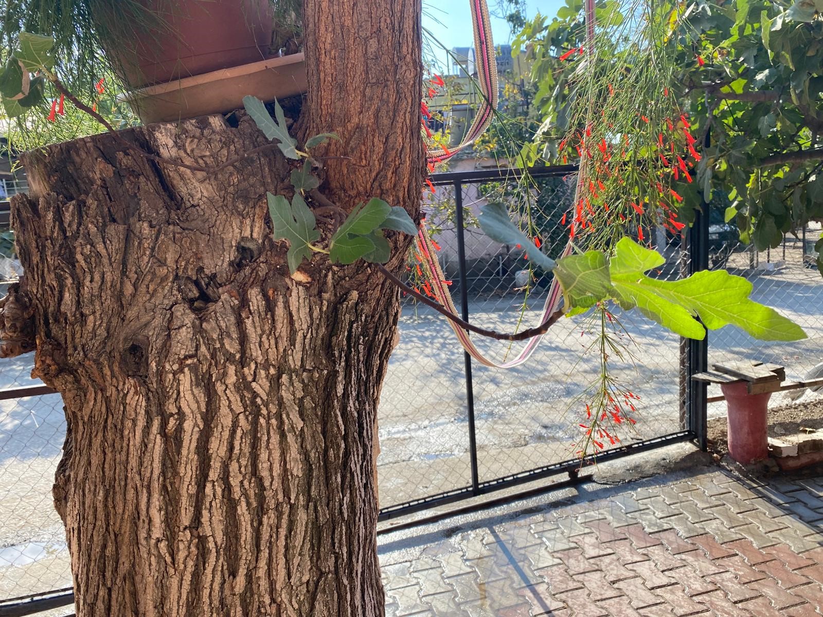 Görenler Inanamadı Dut Ağacı Gövdesinden Incir Çıkıyor (4)