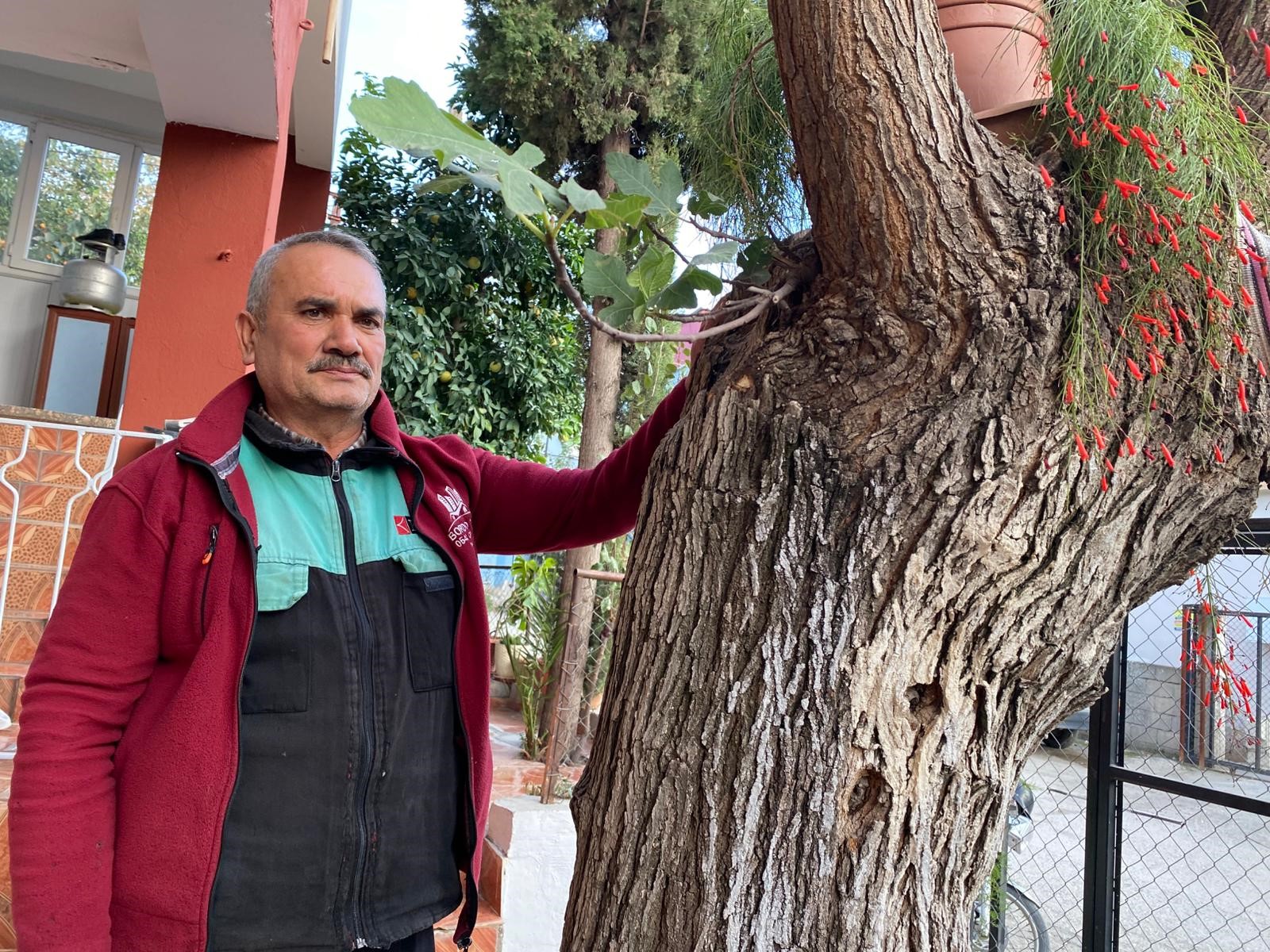 Görenler Inanamadı Dut Ağacı Gövdesinden Incir Çıkıyor (5)