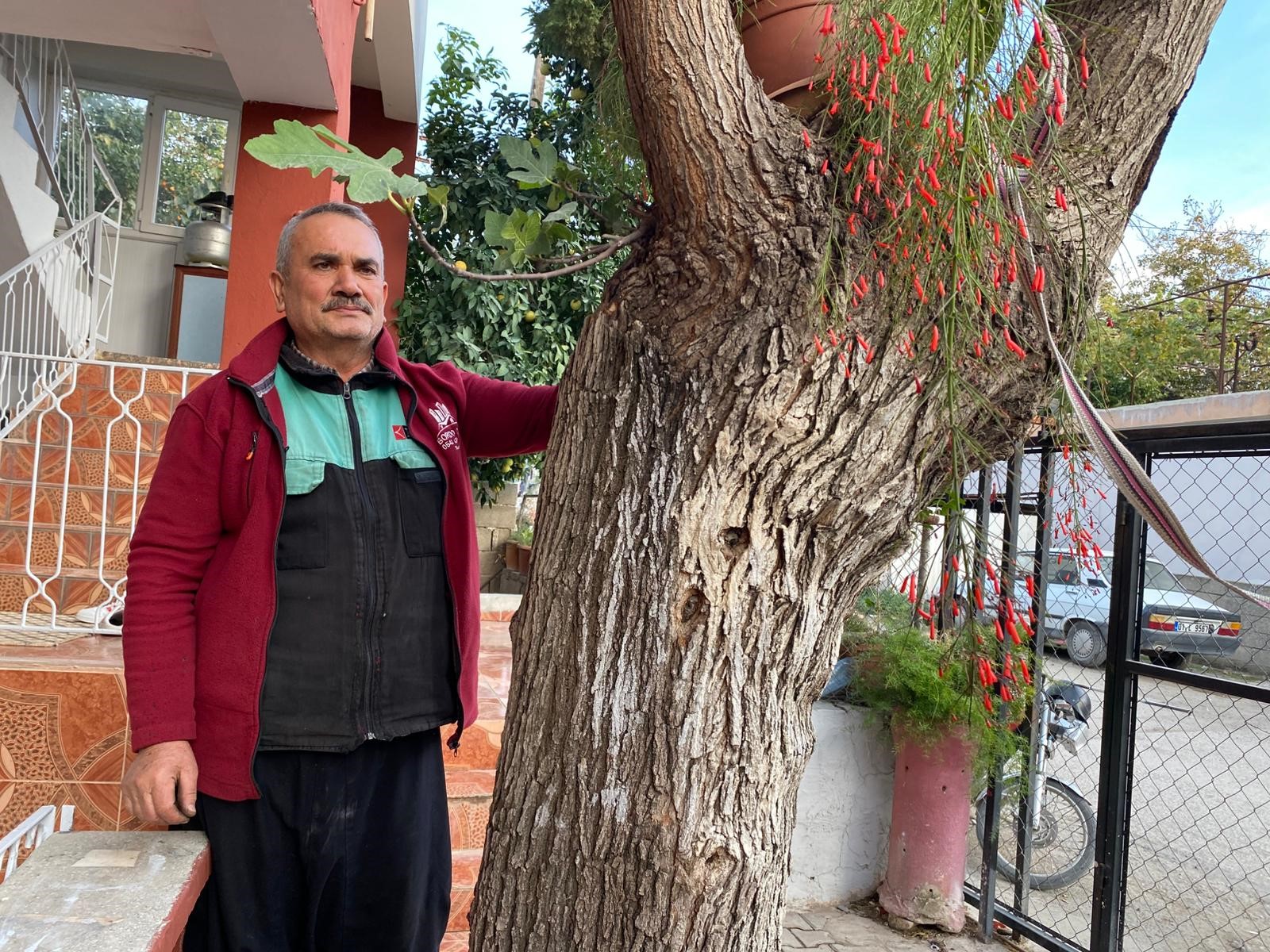 Görenler Inanamadı Dut Ağacı Gövdesinden Incir Çıkıyor (6)