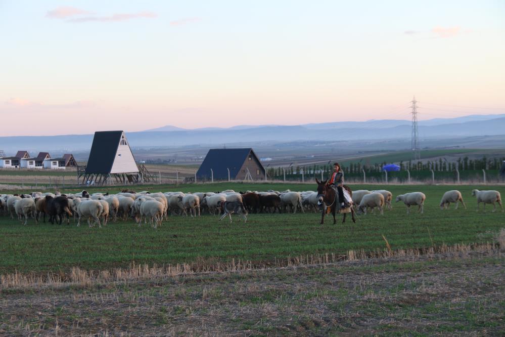 Hayvan Sevgisiyle Buyuyen Minik Coban Ayse Yarenin Yureklere Dokunan Mucadelesi (2)