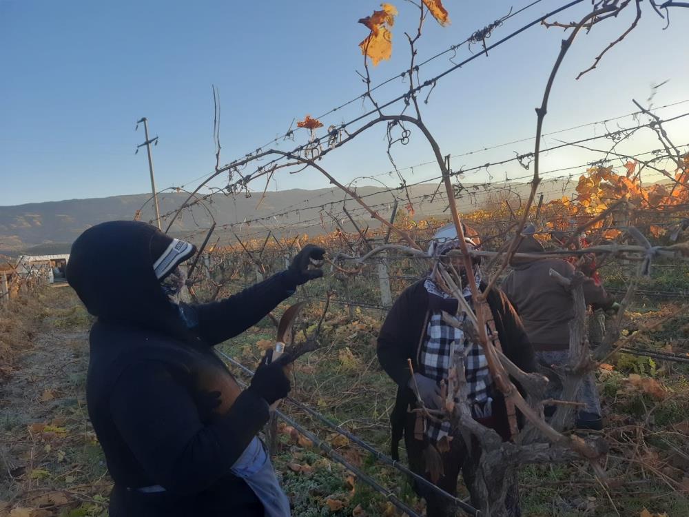 Hem Toprak Kazaniyor Hem Kadinlar Kadin Eli Degen Baglar Yeniden Canlaniyor (1)