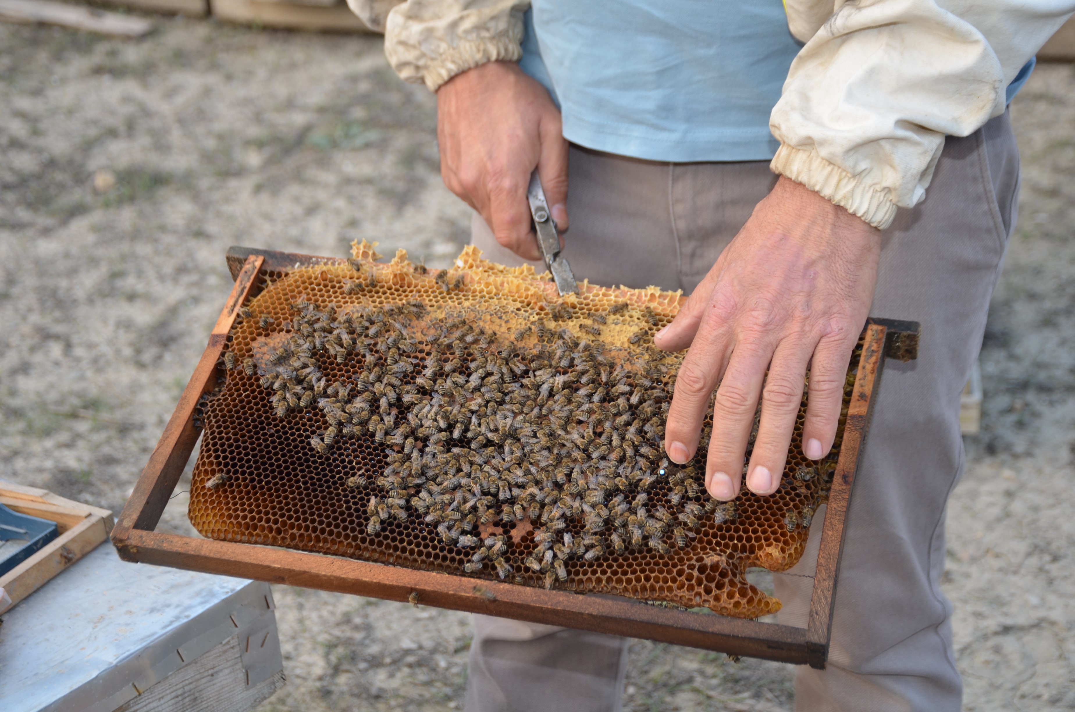 Koyunden Turkiyeye Uzanan Emek Yolculugu 15 Yillik Tutku Koloniye Donustu (2)