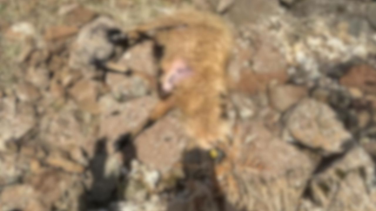 Kurtlar Suruye Dadandi 28 Koyun Telef Oldu 12 Koyun Kayip (2)