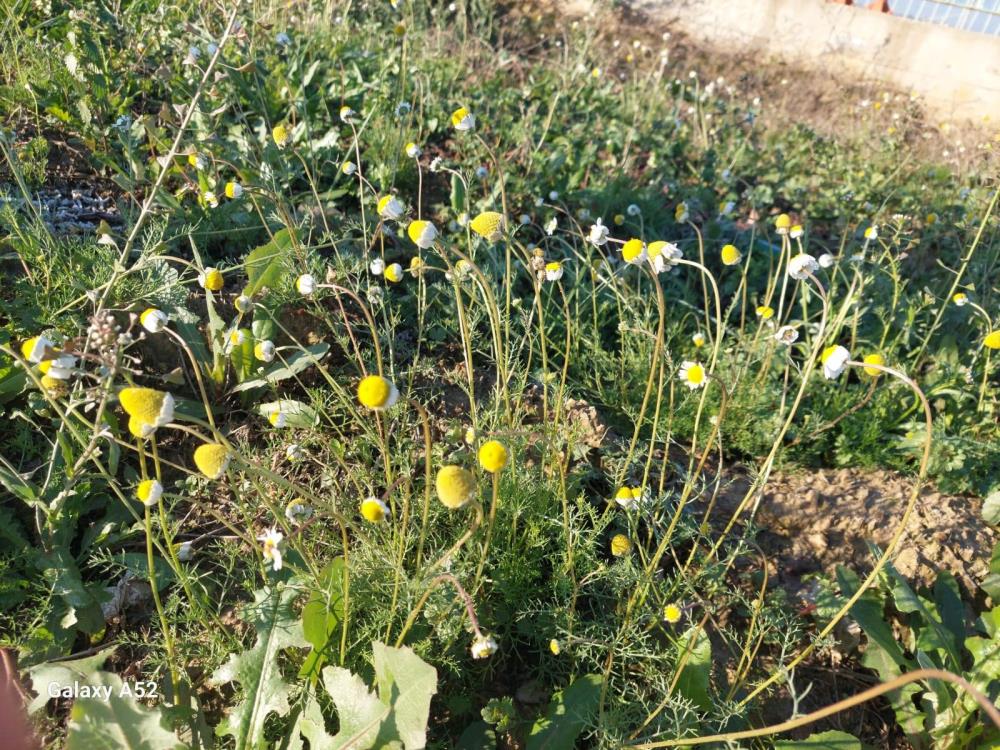 Manisada Doga Sasirtti Kis Gunu Papatya Acti (2)