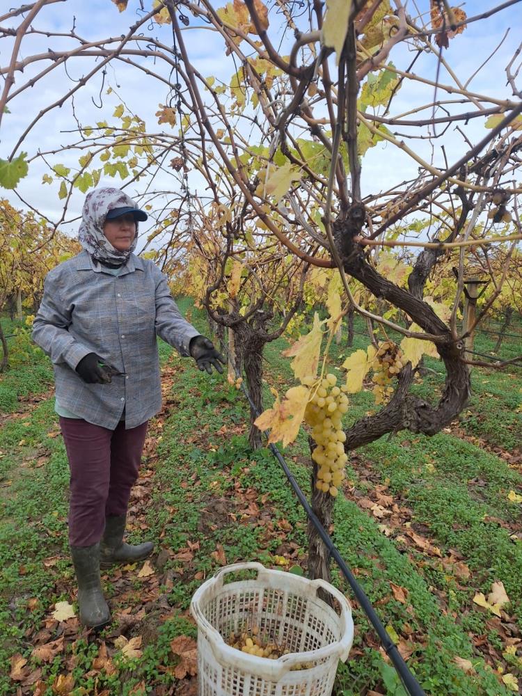 Manisada Hasat Bitti Ama Bereket Bitmedi (1)