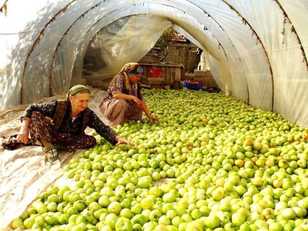 Manisada Kiragi Tehlikesi Ureticiyi Harekete Gecirdi (2)
