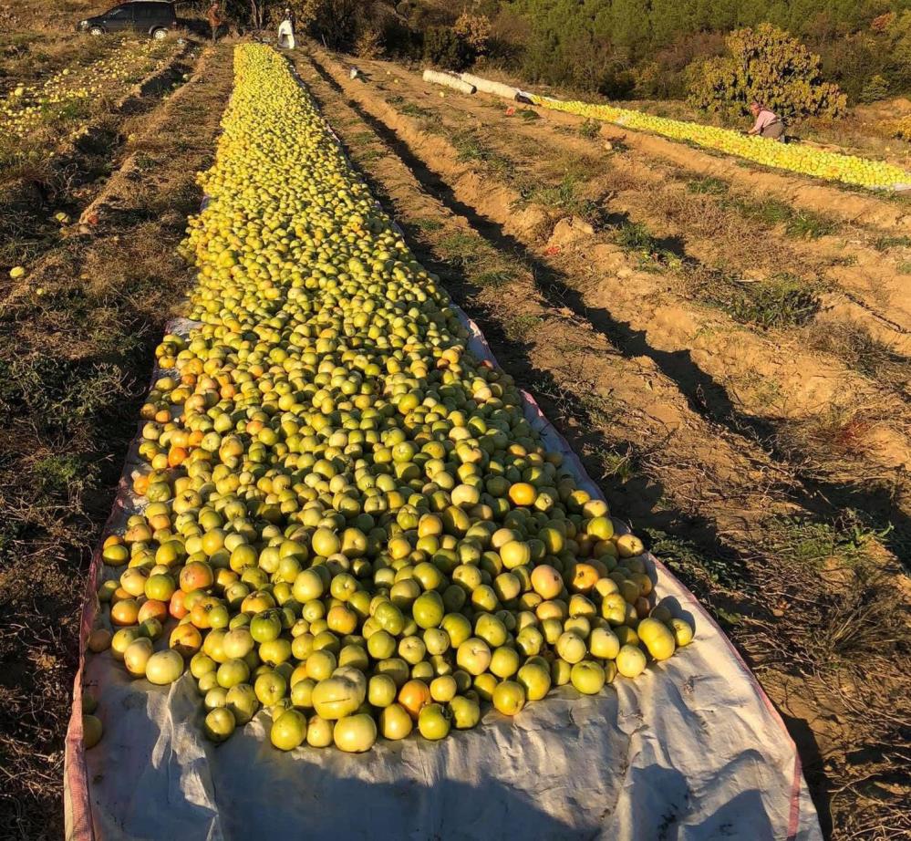 Manisada Kiragi Tehlikesi Ureticiyi Harekete Gecirdi (4)