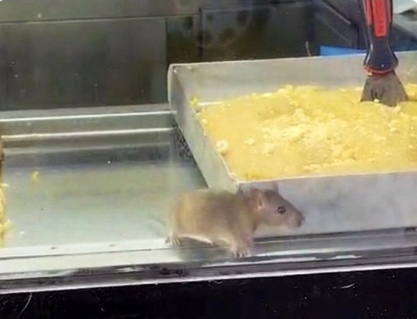 Mide Bulandıran Görüntüler İzmir’den! Böreklerin Üzerinde Fare Gezdi (6)