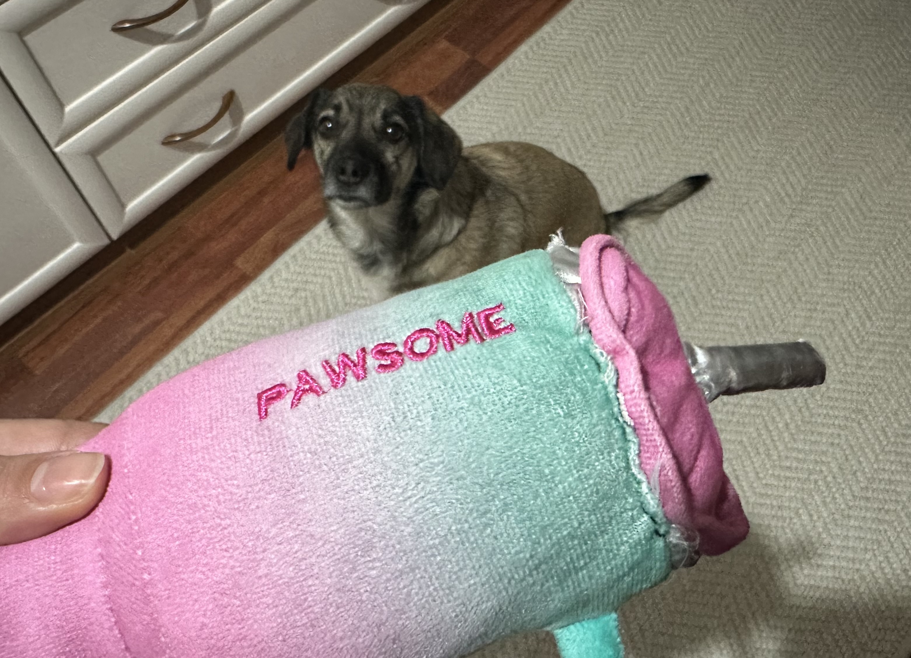 Pelusum Bana Burası Güvenli Diyor Dobby Pati