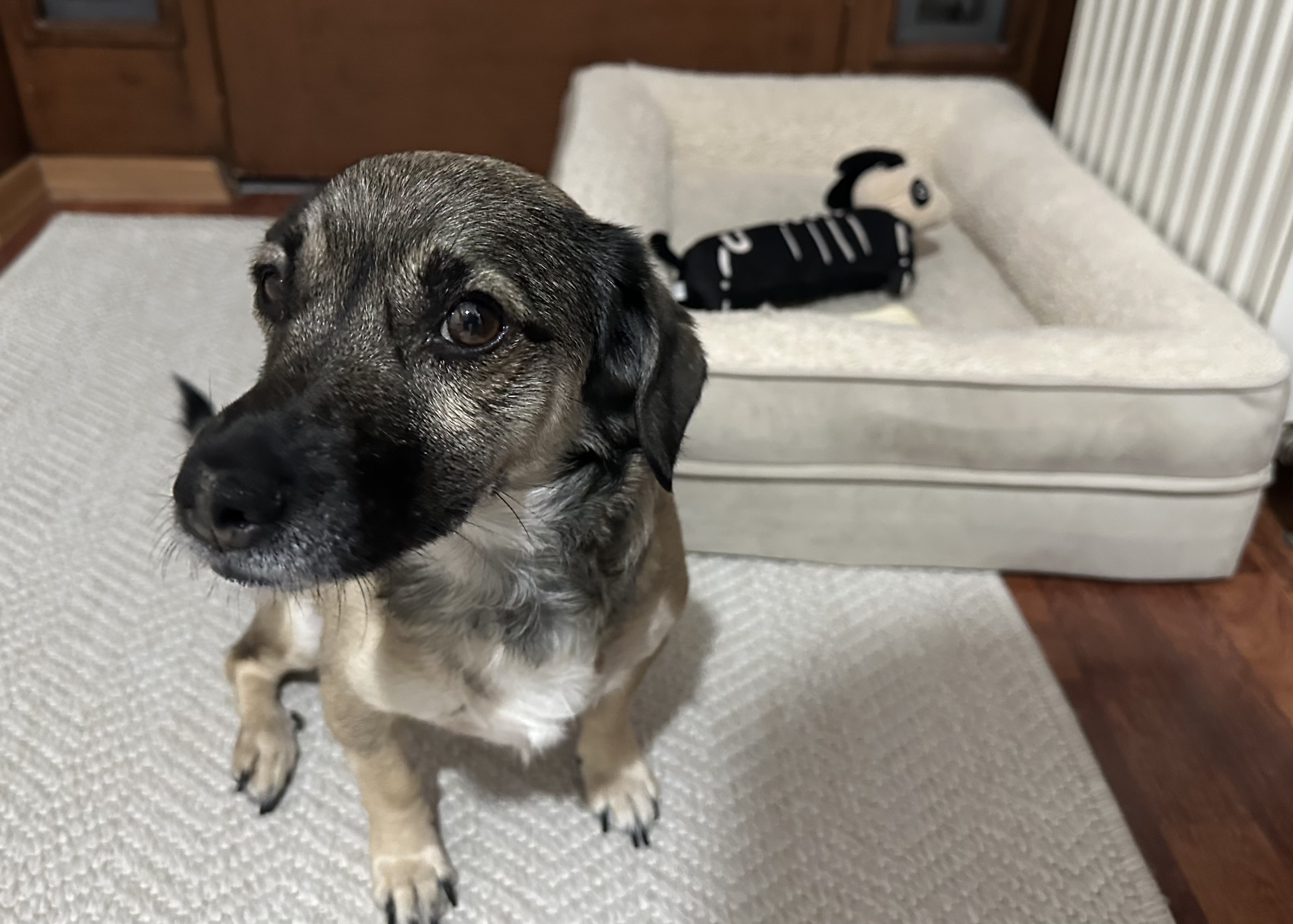 Pelusum Bana Burası Güvenli Diyor Dobby