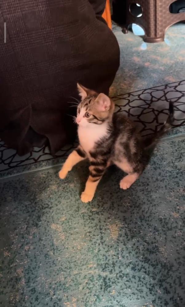 Saflara Giren Yavru Kedi Tespihleri Oyuncak Yapti (1)