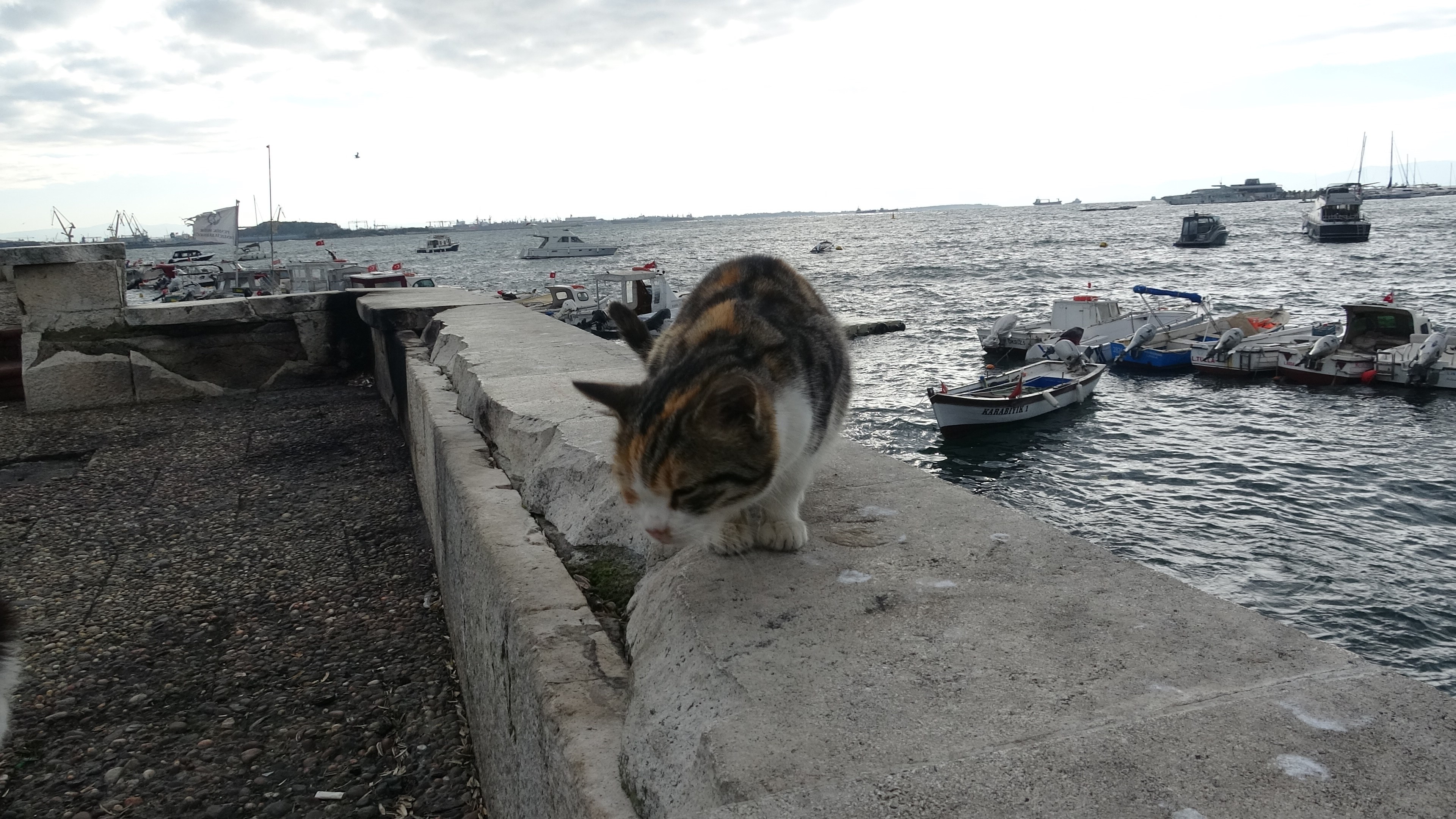 Sahilde Vicdanları Sızlatan Görüntü Kediyi Tekmeleyip Denize Attı (4)