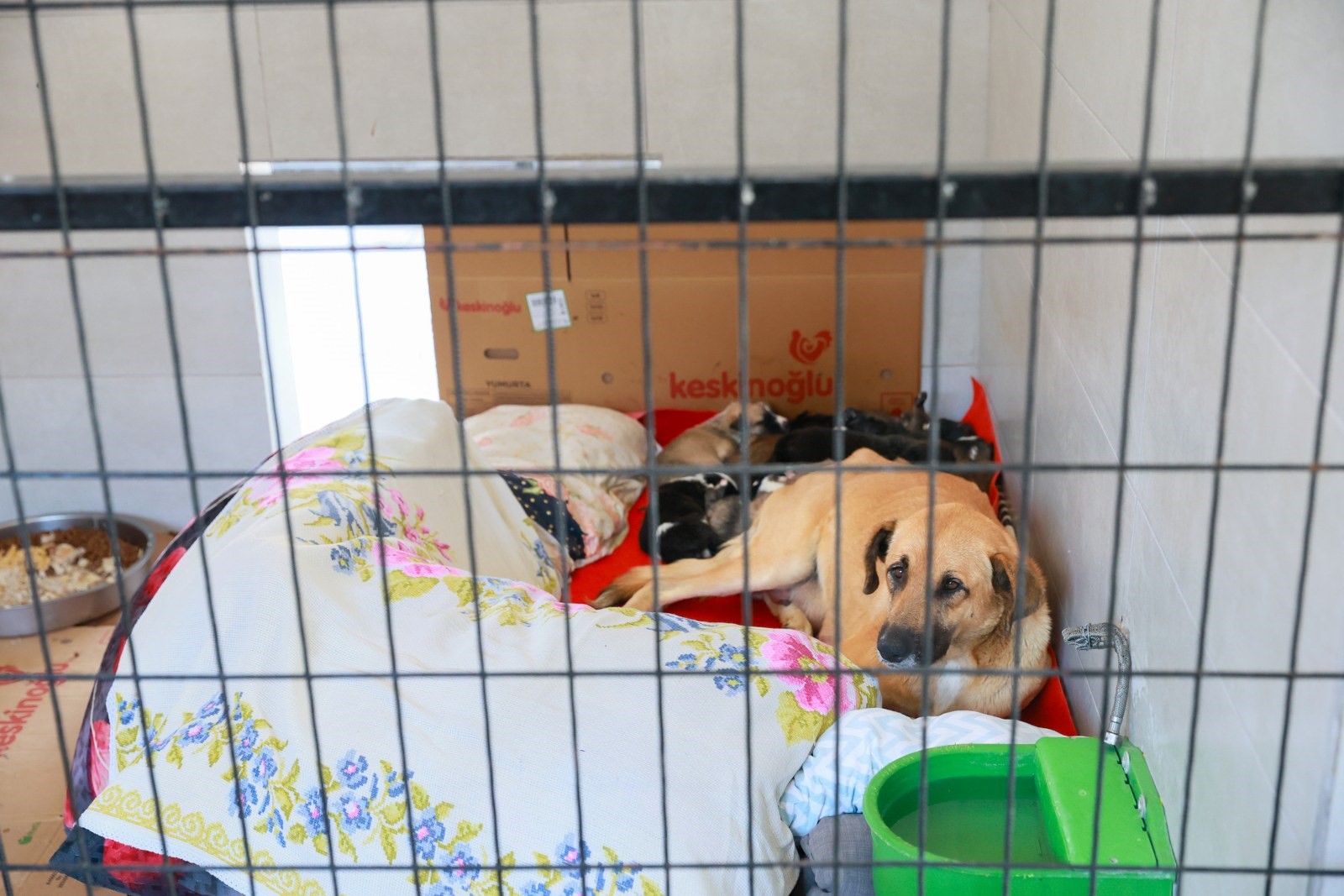 Sahipsiz Hayvanlara Modern Yuva Yunusemre Hayvan Yasam Merkezi Kapasitesini Artiriyor (3)
