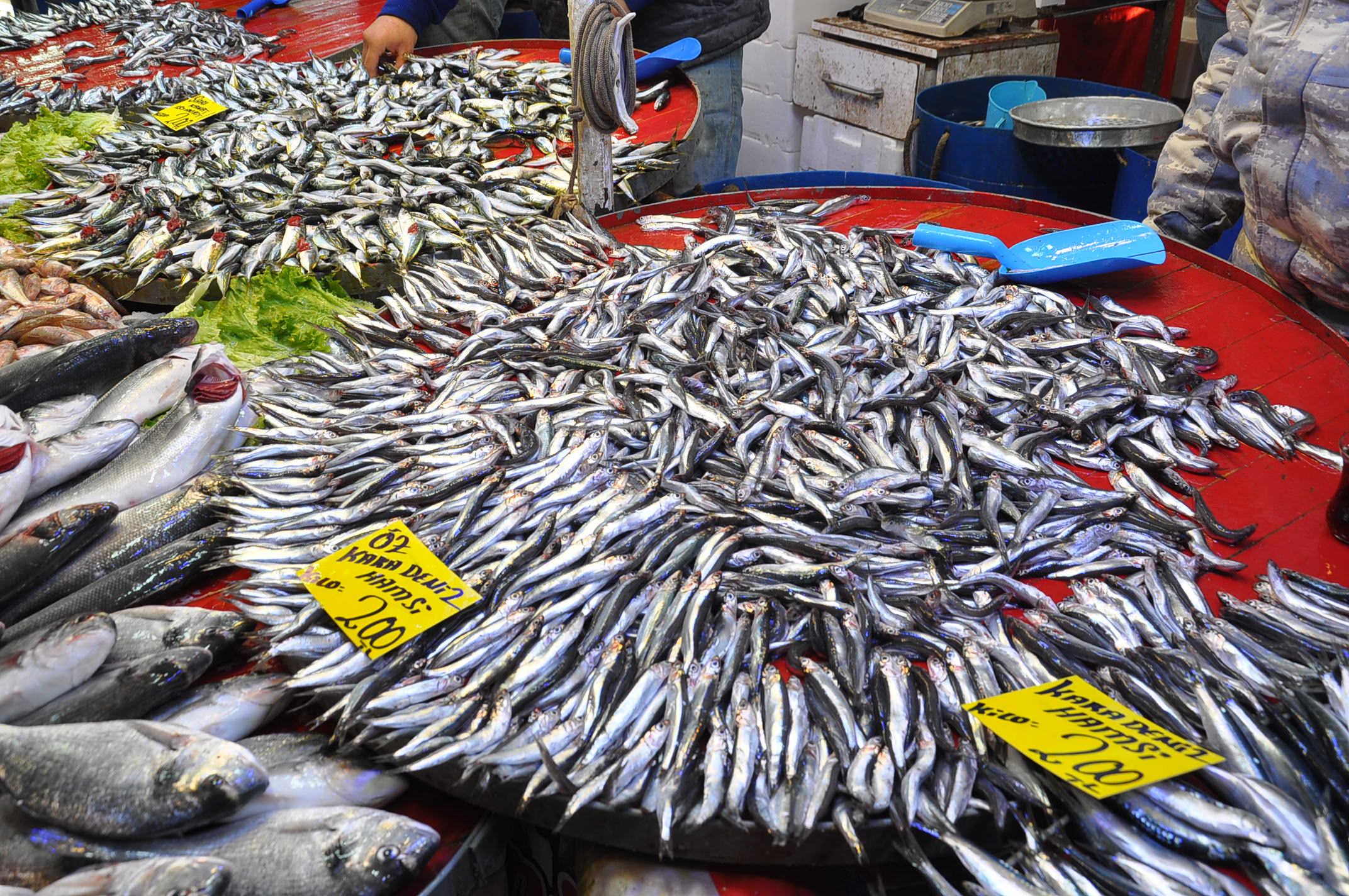 Salihli Carsamba Pazarinda Balik Fiyatlari 17 Aralik Carsamba Pazarin En Pahalisi Barb (12)