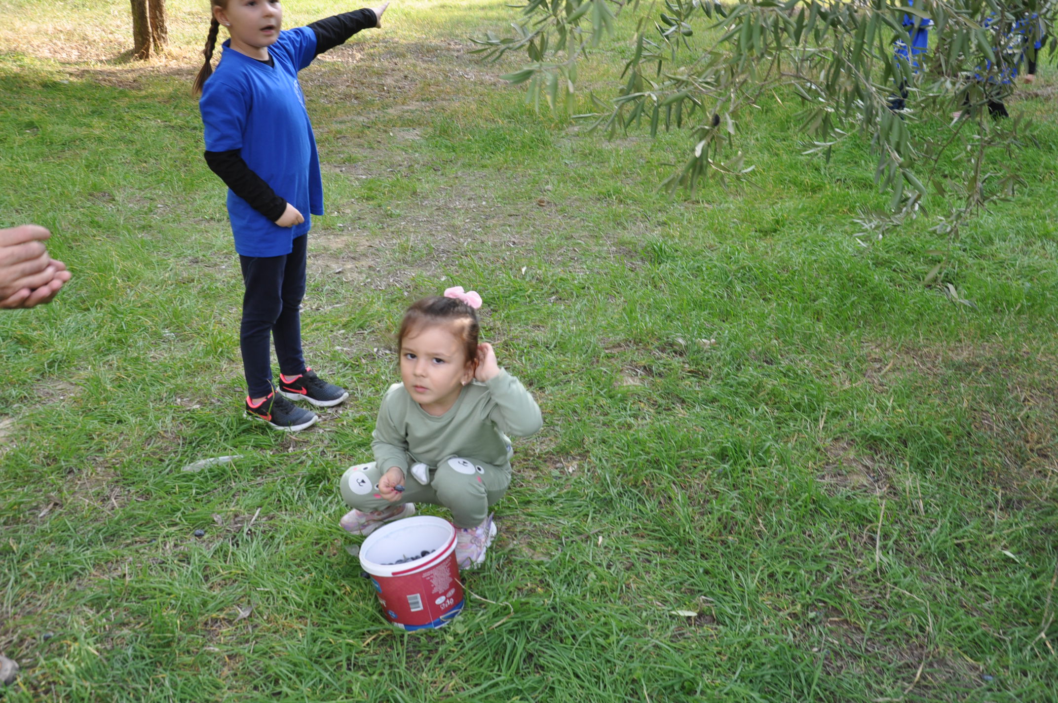 Salihlide Minikler Zeytini Dalindan Yaga Kadar Ogrendi (10)