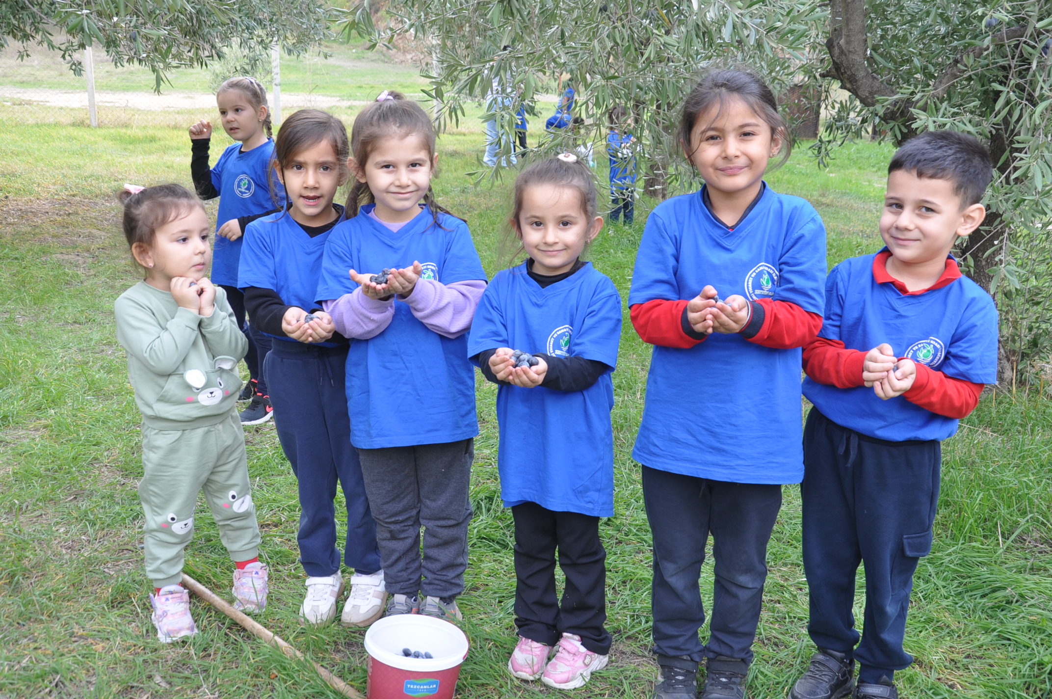 Salihlide Minikler Zeytini Dalindan Yaga Kadar Ogrendi (11)