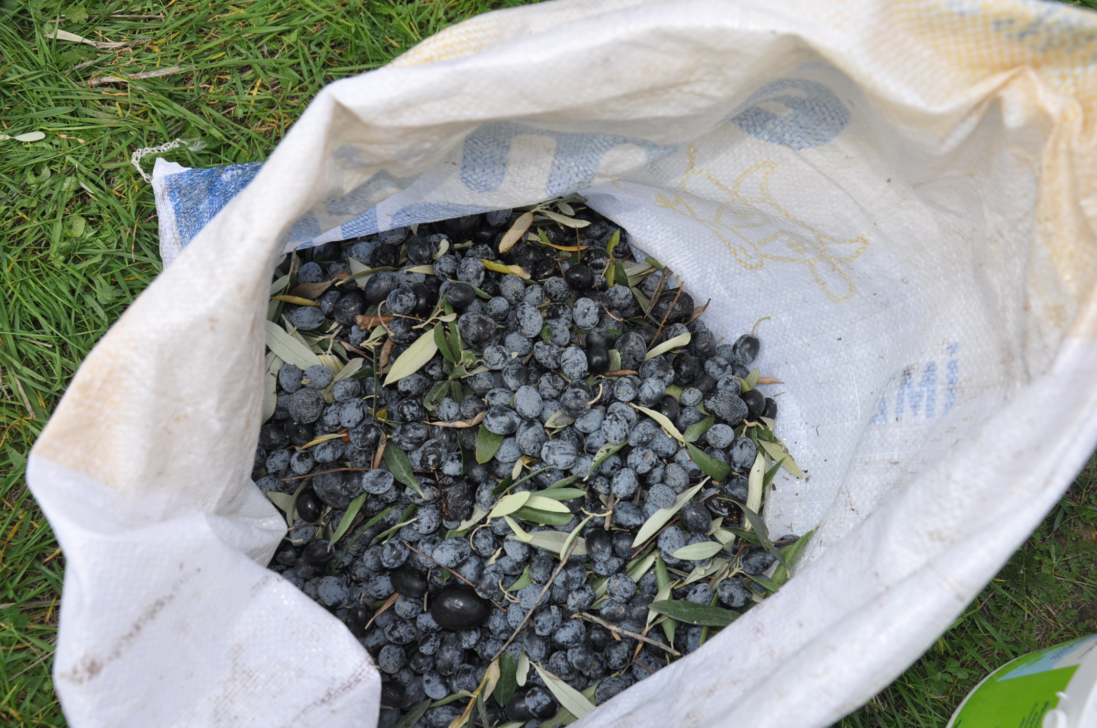 Salihlide Minikler Zeytini Dalindan Yaga Kadar Ogrendi (13)