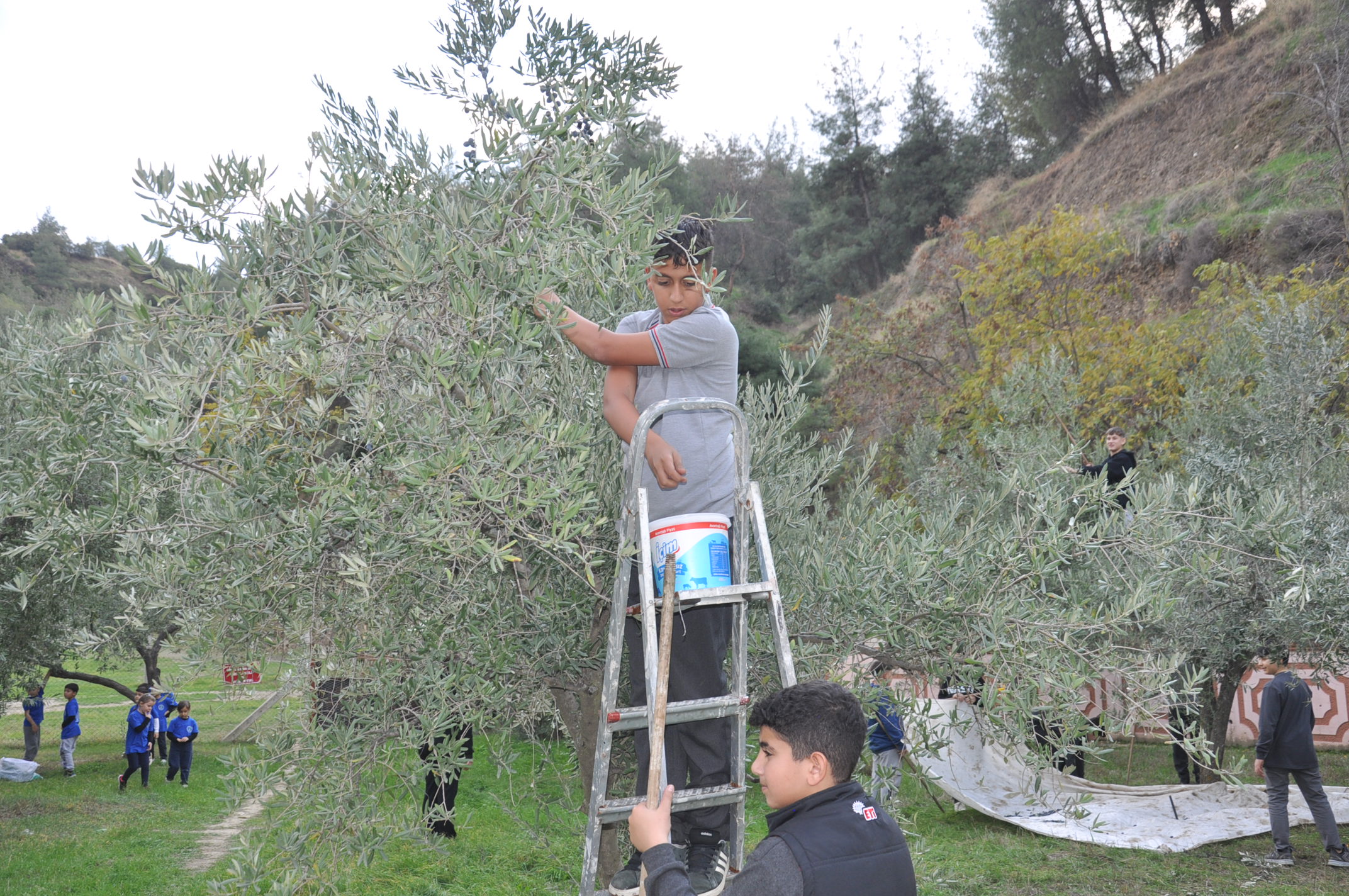 Salihlide Minikler Zeytini Dalindan Yaga Kadar Ogrendi (14)