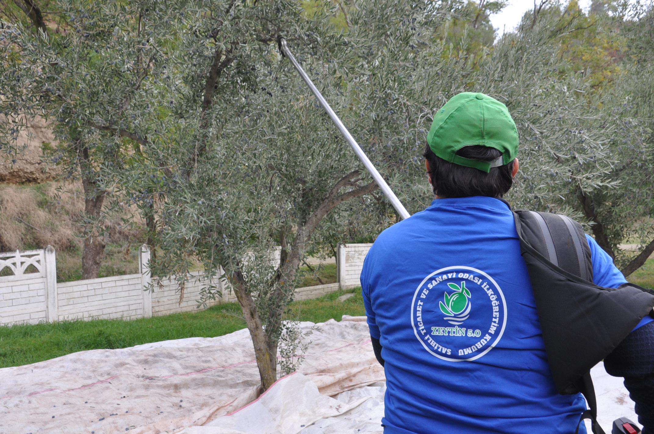 Salihlide Minikler Zeytini Dalindan Yaga Kadar Ogrendi (15)