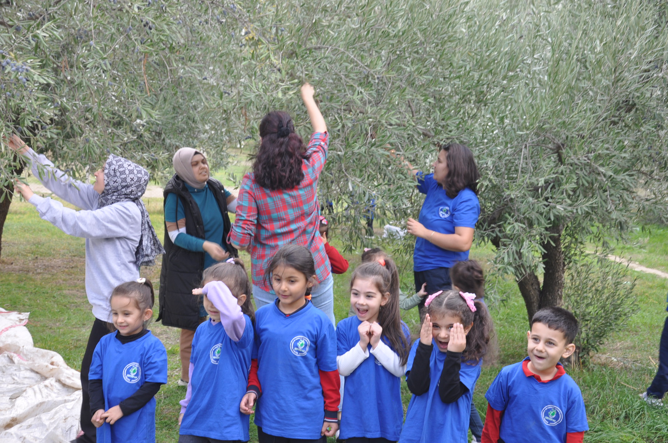 Salihlide Minikler Zeytini Dalindan Yaga Kadar Ogrendi (16)