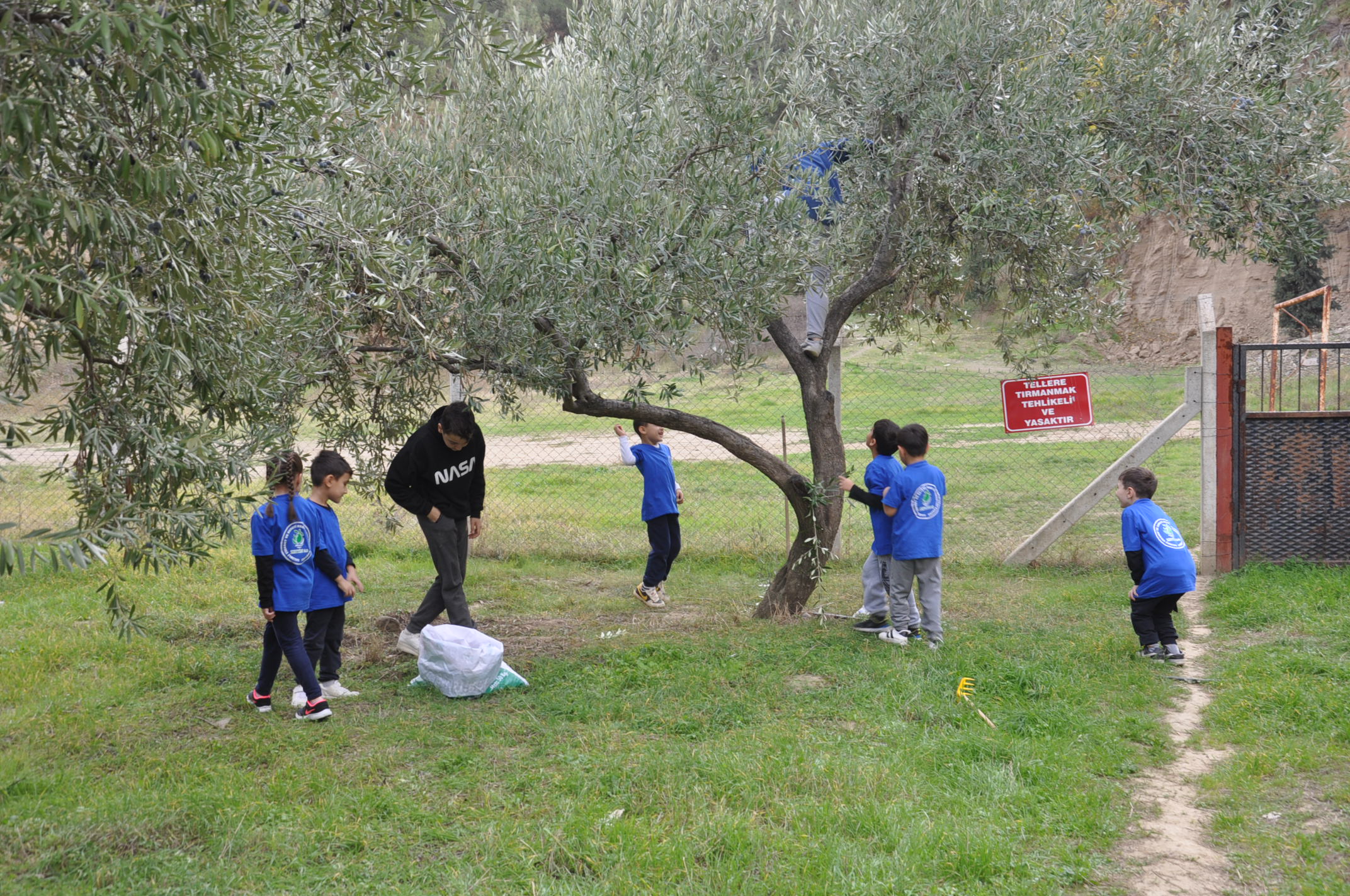 Salihlide Minikler Zeytini Dalindan Yaga Kadar Ogrendi (17)