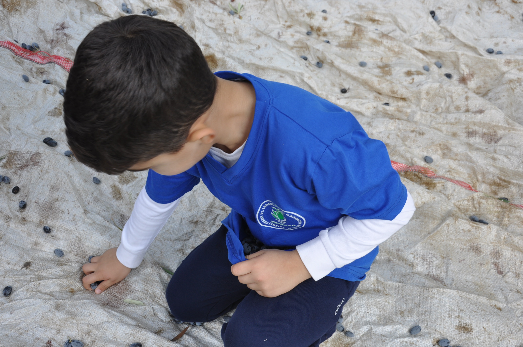 Salihlide Minikler Zeytini Dalindan Yaga Kadar Ogrendi (18)