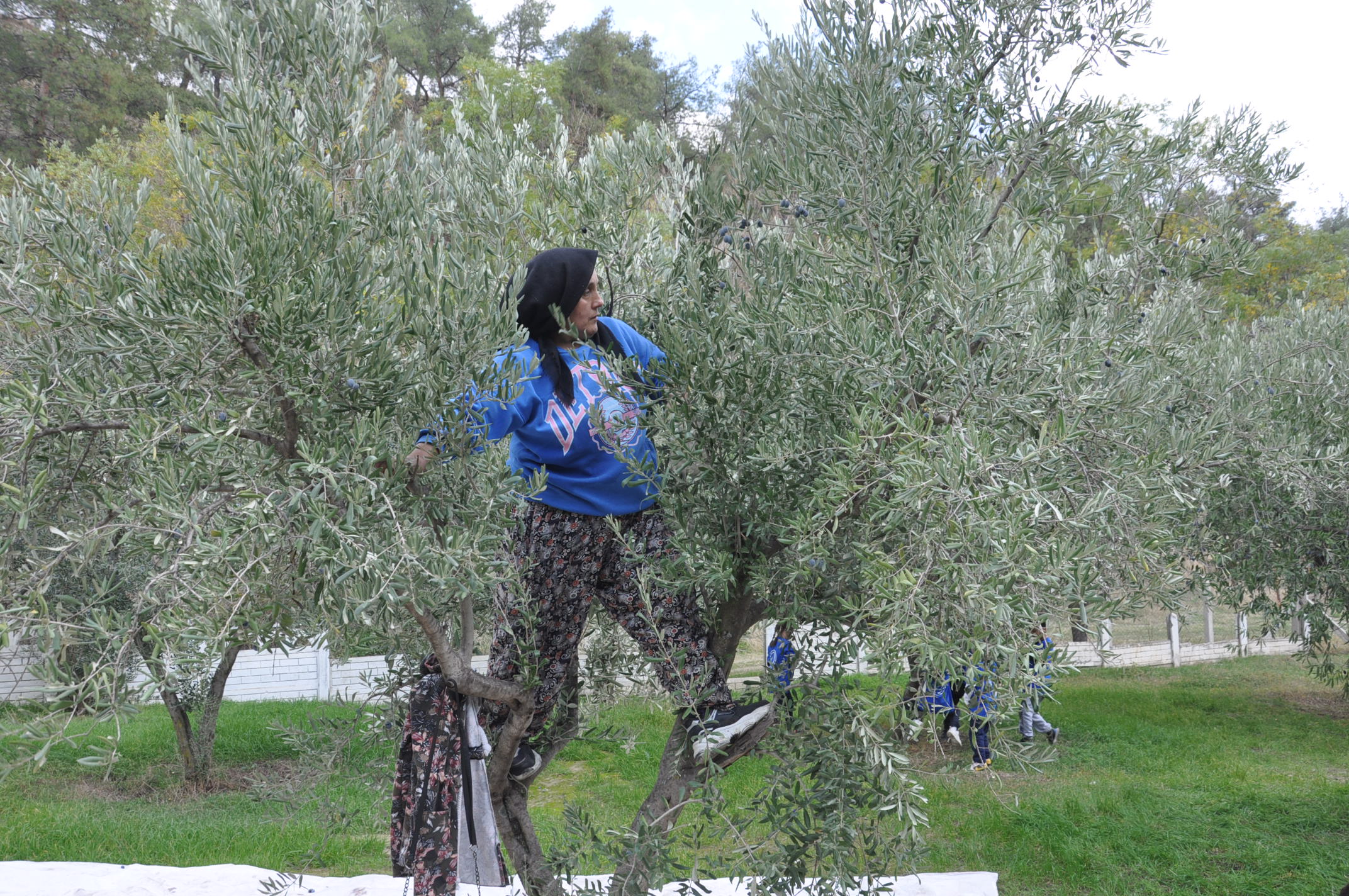 Salihlide Minikler Zeytini Dalindan Yaga Kadar Ogrendi (5)