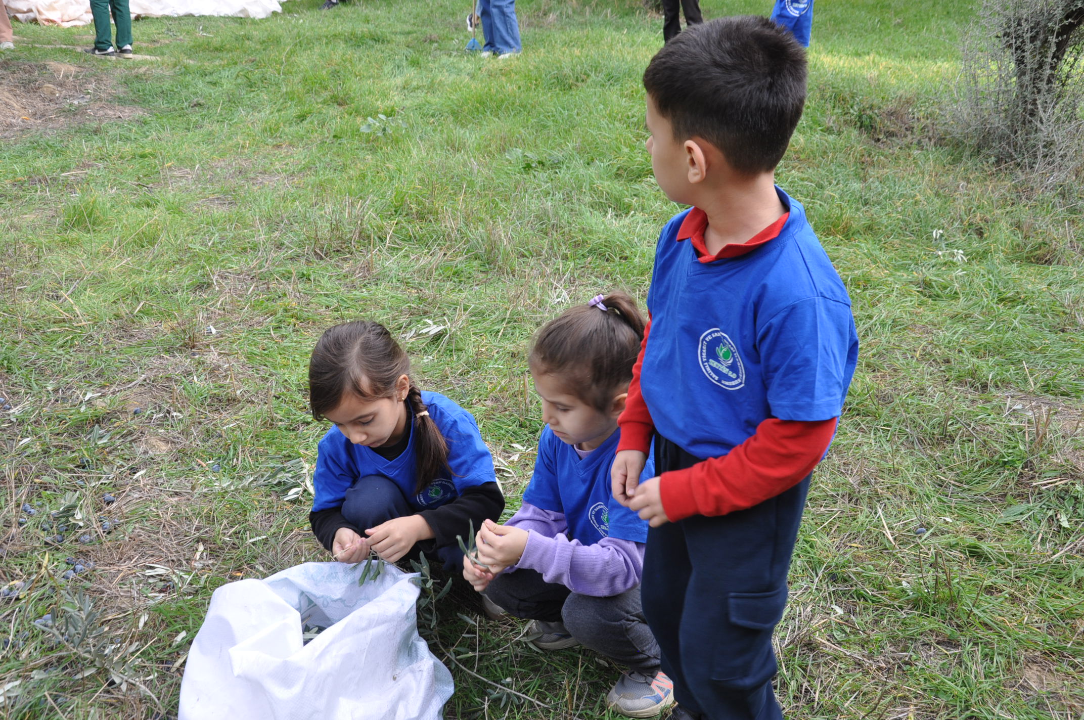 Salihlide Minikler Zeytini Dalindan Yaga Kadar Ogrendi (7)